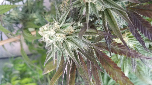 Blue Dream cannabis flower